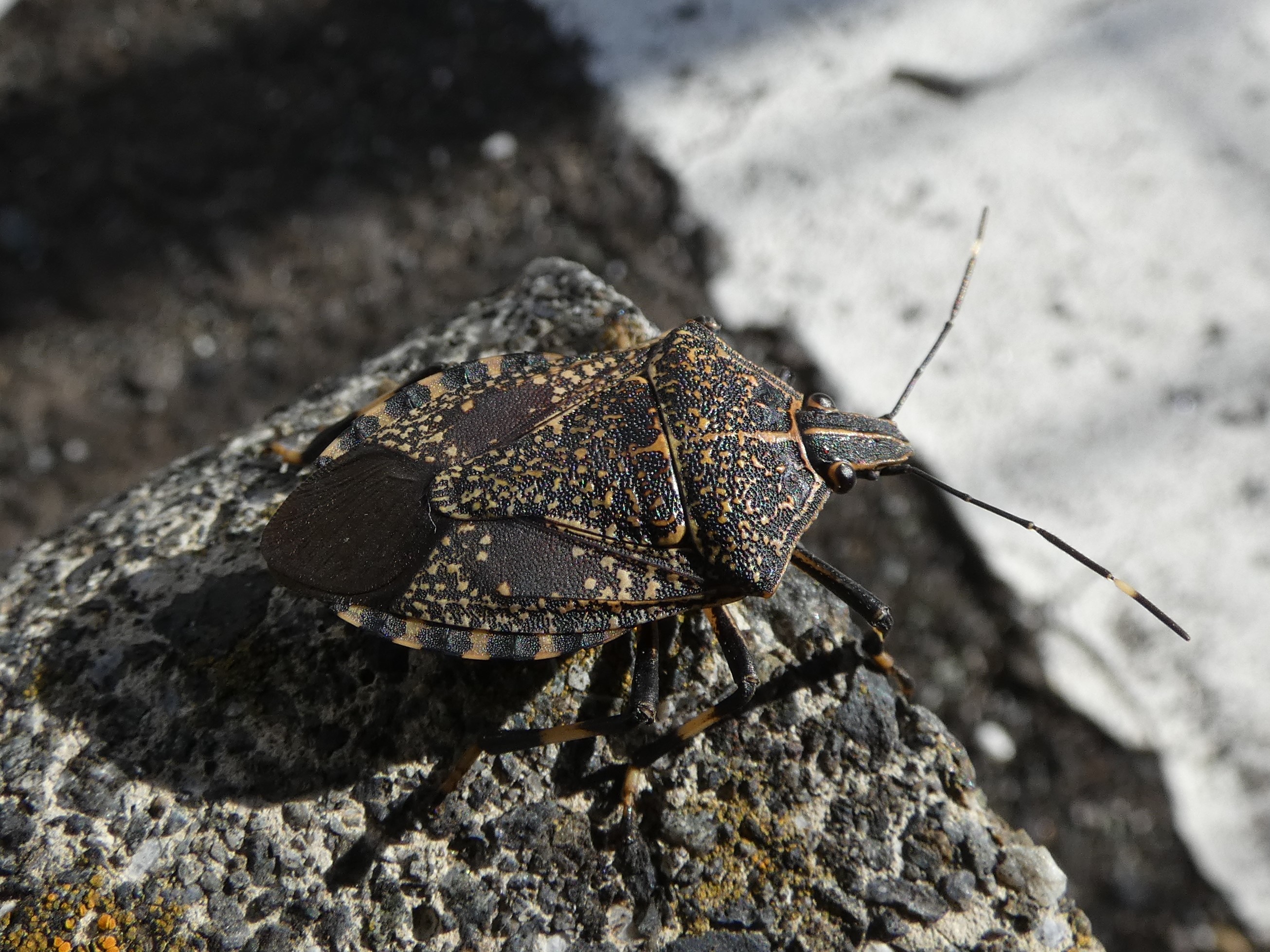 photo_2